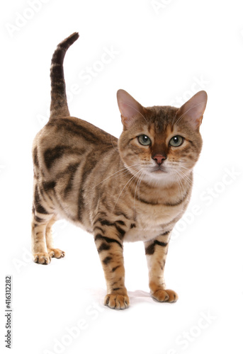 brown marbled bengal cat
