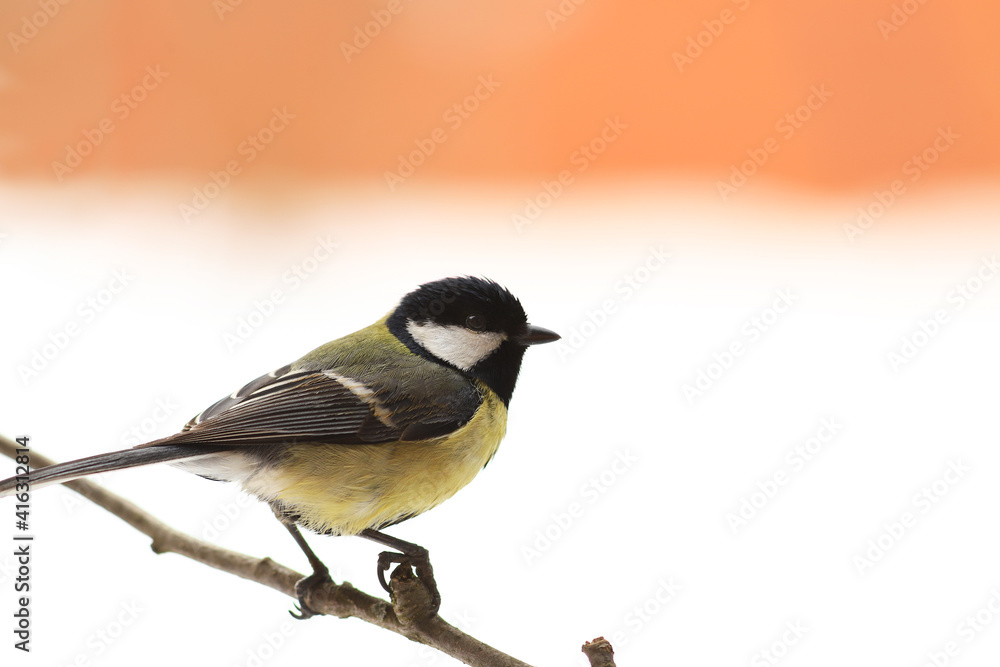 Obraz premium A great tit sits on a branch on a white-red blurred background...