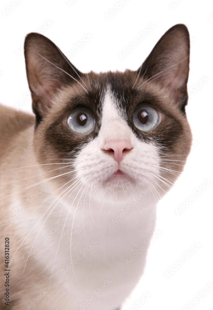Snowshoe adult cat portrait