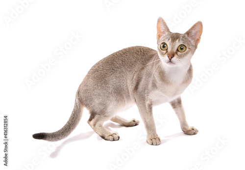 singapura adult cat