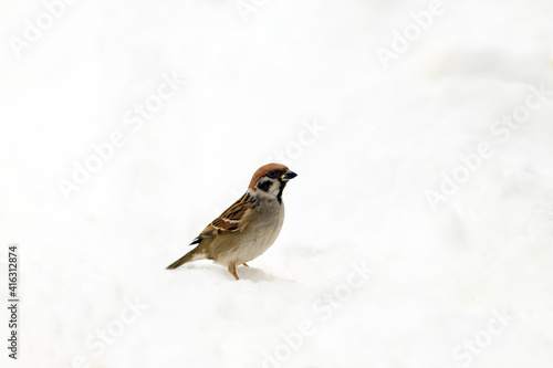 A sparrow stands on a white field of snow...