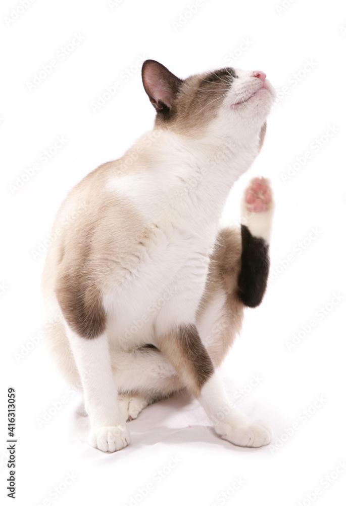 Snowshoe adult cat scratching
