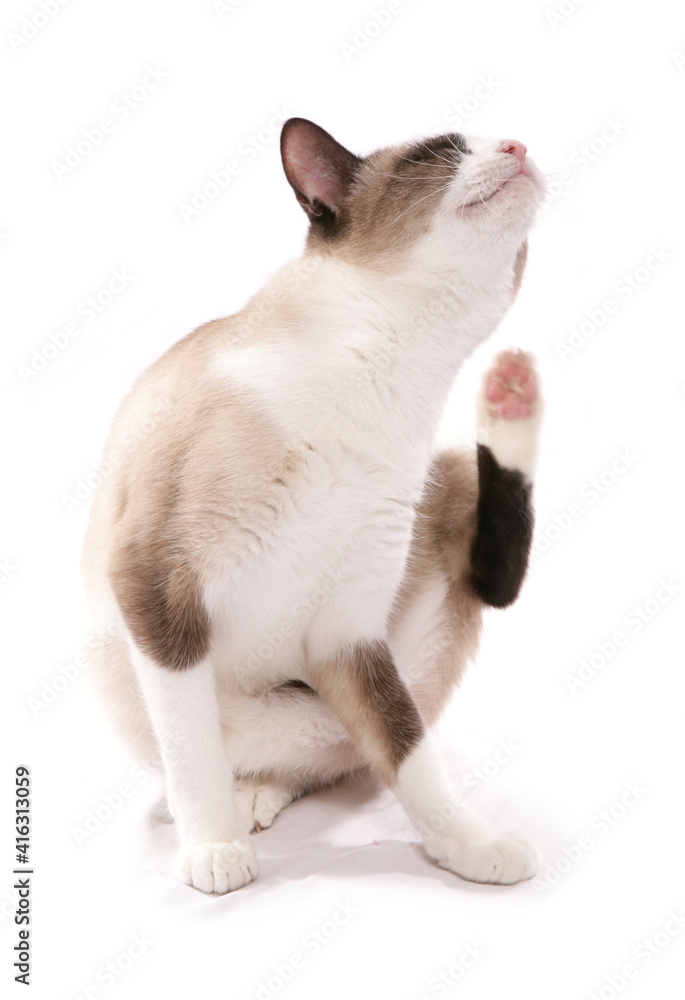 Snowshoe adult cat scratching Snowshoe adult cat scratching