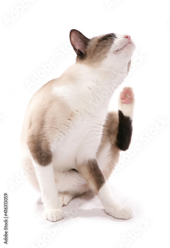 Snowshoe adult cat scratching