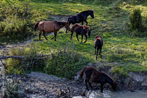 Herd of Hucul pony horses standing in front of water stream in Beskid Niski mountains area in Poland, Europe. photo