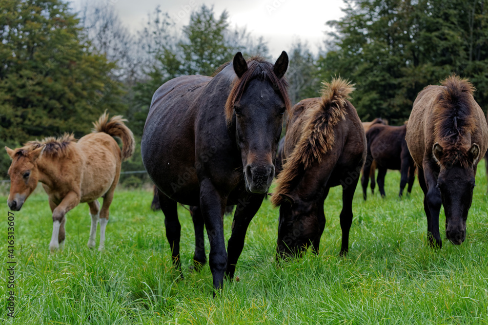 Herd of horses grazing grass on meadow pasture in wild Beskid Niski mountains area. Hucul pony breed horses. Herd of horses grazing grass on meadow pasture in wild Beskid Niski mountains area. Hucul pony breed horses.