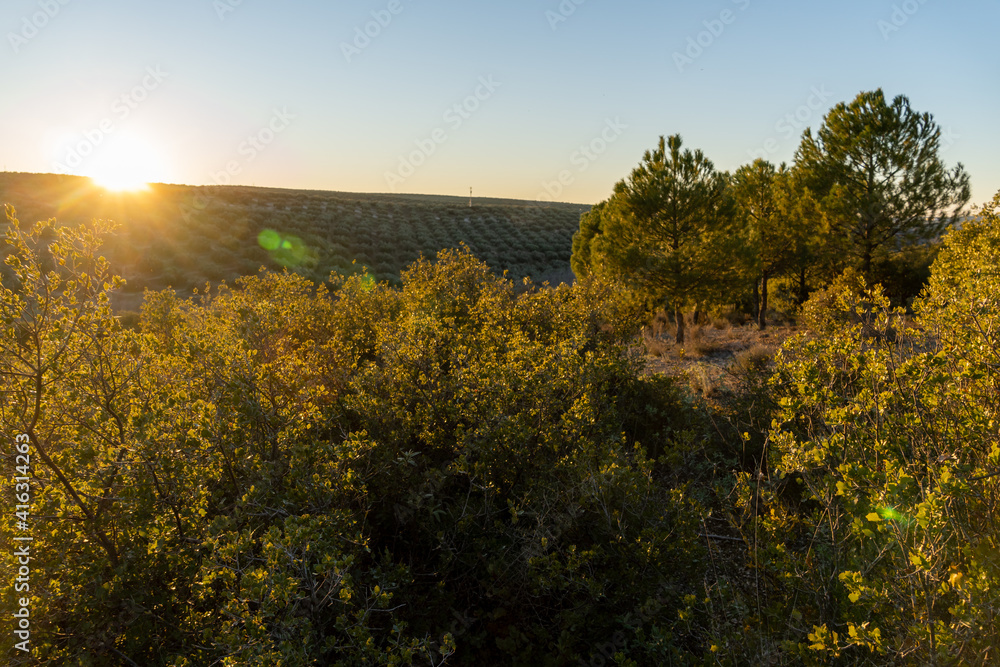 Stock photo of beautiful evening in olive trees cultivation in the countryside of Spain with mountains on the background. Selective focus.