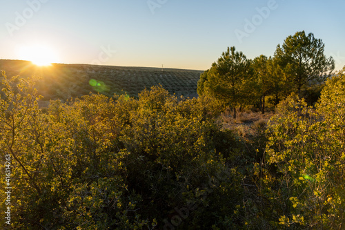 Stock photo of beautiful evening in olive trees cultivation in the countryside of Spain with mountains on the background. Selective focus.