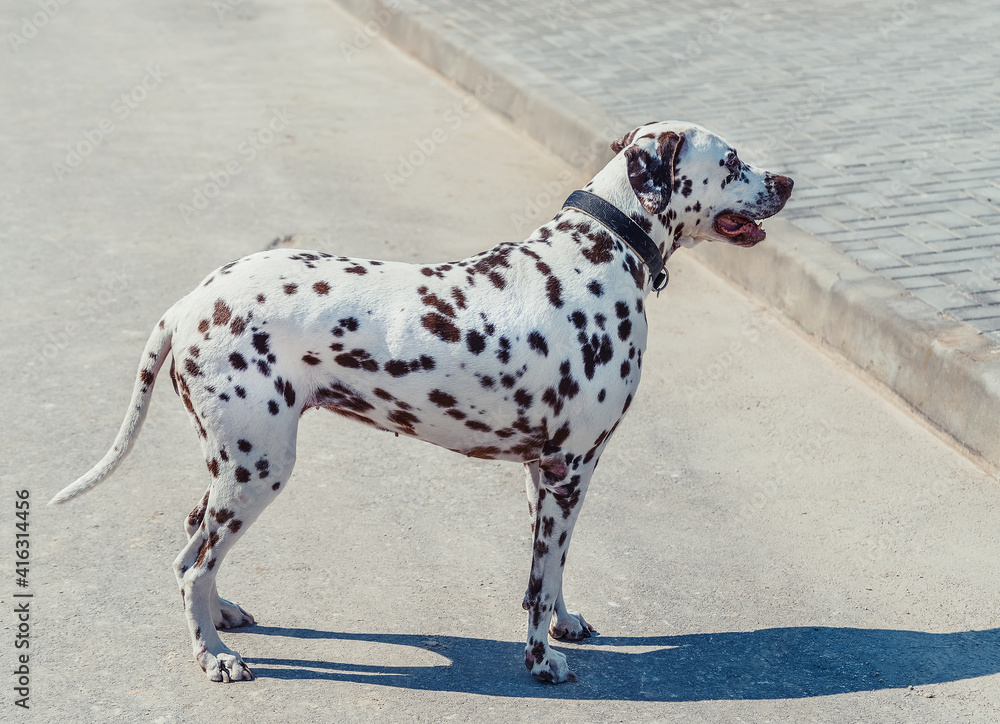 Beautiful dalmatian on the pavement. Cute dog with brown spots. Dalmatian in a collar walking outdoor, looking for something. Beautiful dalmatian on the pavement. Cute dog with brown spots. Dalmatian in a collar walking outdoor, looking for something.