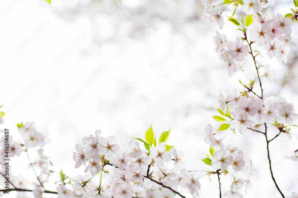 桜 桜