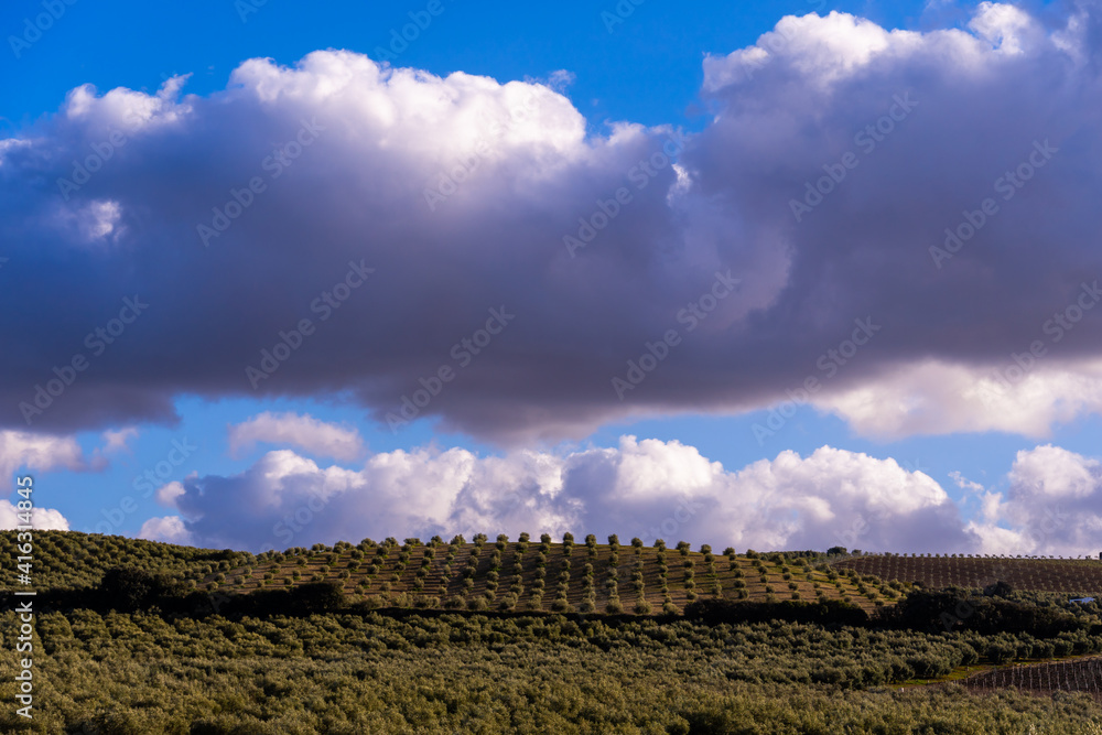 Stock photo of big olive trees plantation in the countryside in Spain against blue sky.