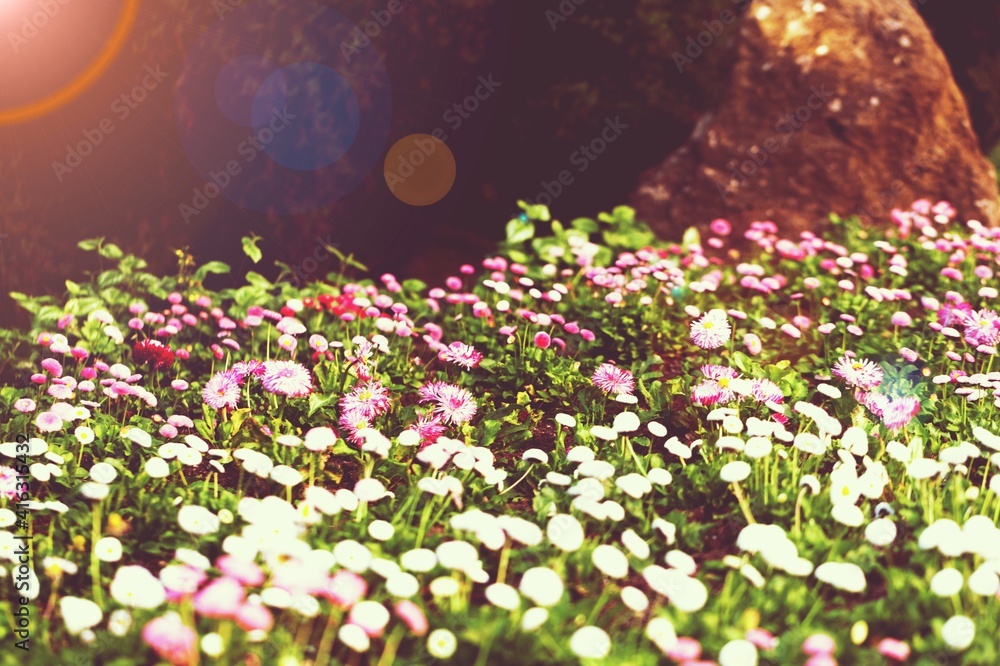 Obraz premium Flower.