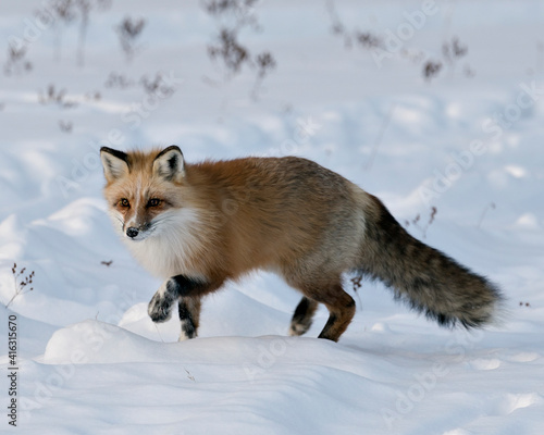 Red Fox Stock Photos. Unique Fox. Close-up profile side view in the winter season in its habitat with blur snow background displaying bushy fox tail, white mark paws. Fox Image. Picture. Portrait