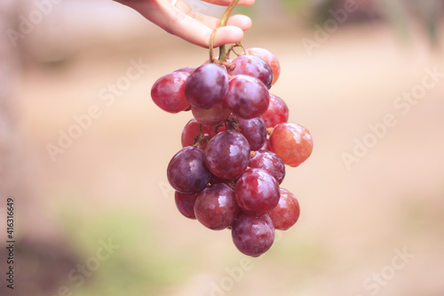 grapes