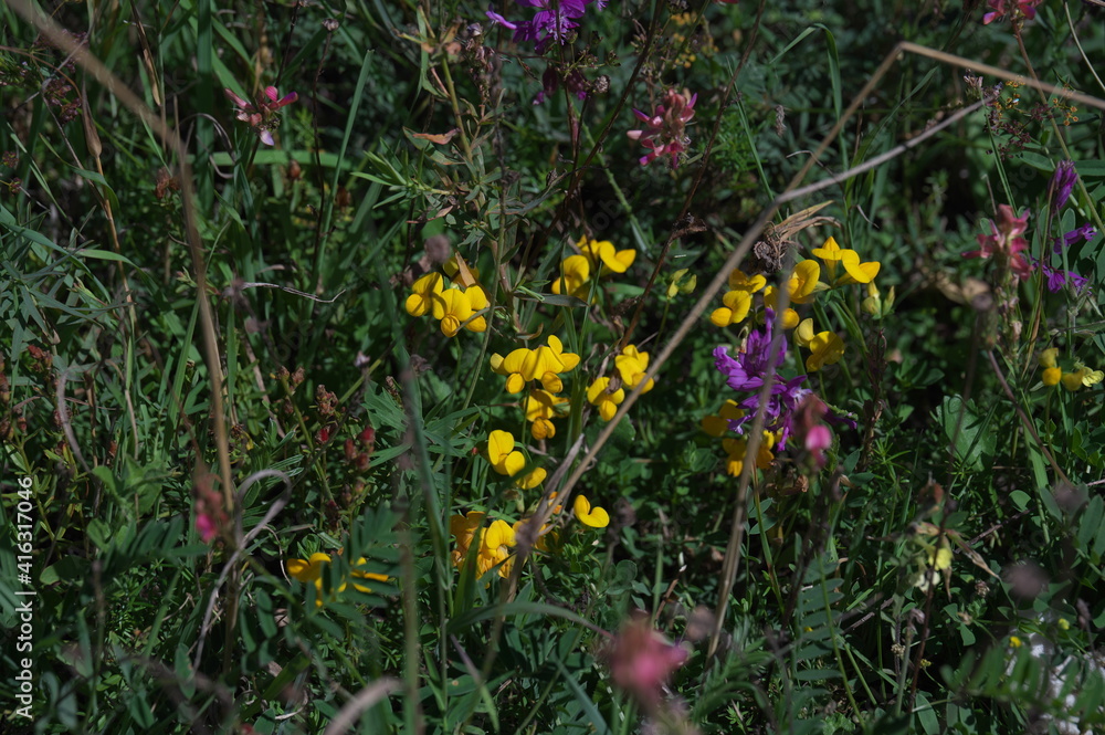 Fototapeta premium flowers in the grass