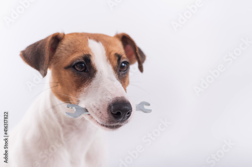 Jack russell terrier dog holds a wrench in his mouth on a white background. Copy space © Михаил Решетников