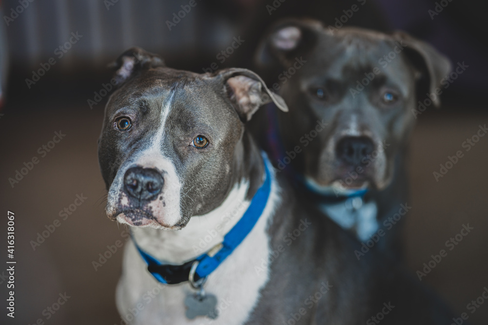 pitbull terriers are looking at you take their picture