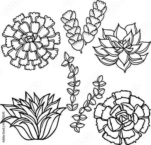 Hand Drawing Aloe ,Sedum ,Echeveria Succulent Plant Collection 