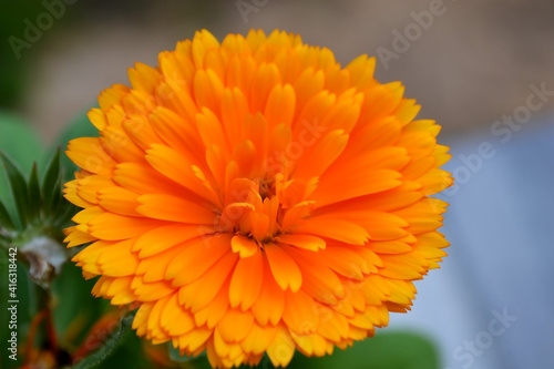  bright orange marigold flower close-up on a blue background
