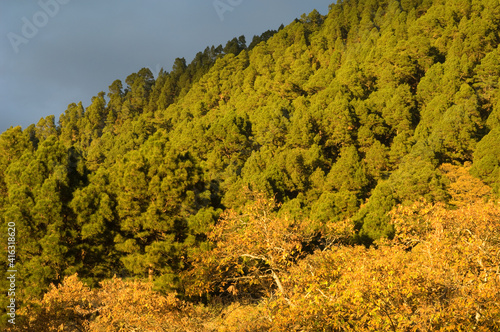 Fototapeta Naklejka Na Ścianę i Meble -  Forests of Canary Island pine and sweet chestnut.