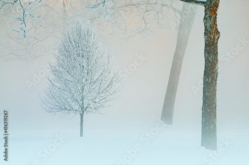 Winter landscape of frosted trees in fog at sunrise on a frigid morning, Milham Park, Kalamazoo, Michigan, USA photo