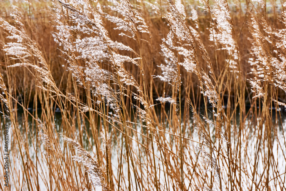 Fototapeta premium Backlit waving brown reed with white plumes in front of water in winter.