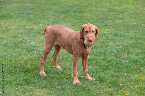 portrait of a Vizsla puppy with her ball