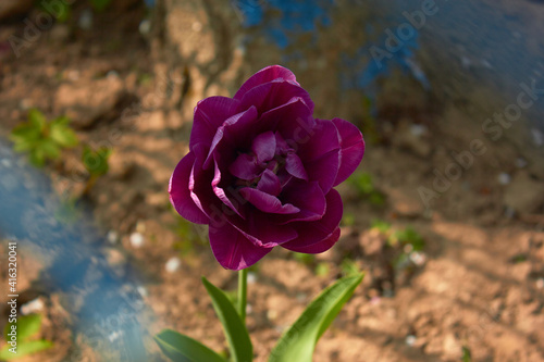 Wallpaper Mural Beautiful tulips
at the tulip festival.
Beauty of nature. Spring, youth, growth concept.  Torontodigital.ca