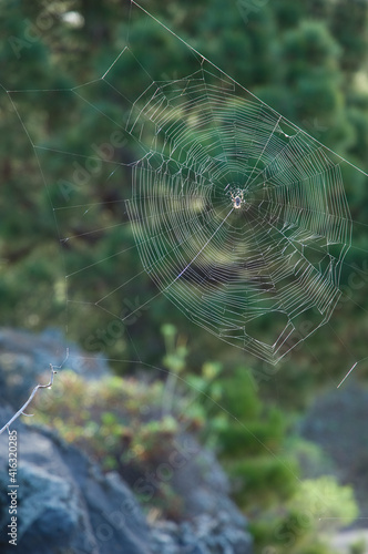 Orb-weaver spider in its web. photo