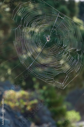 Orb-weaver spider in its web.