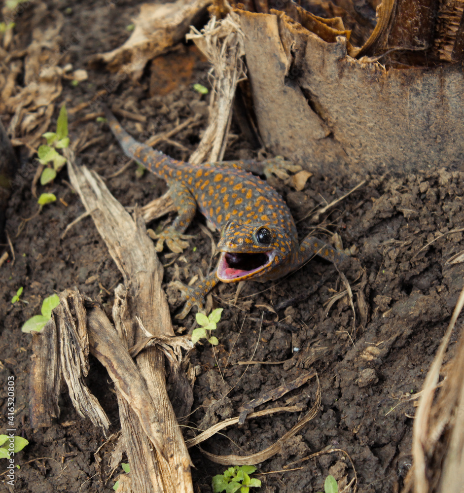 Naklejka premium Gecko house