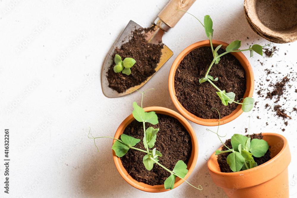 Gardening. Seedlings of vegetables in flower pots, ground, and gardening tools on a white concrete background top view. Home garden. Free space for space. Gardening. Seedlings of vegetables in flower pots, ground, and gardening tools on a white concrete background top view. Home garden. Free space for space.