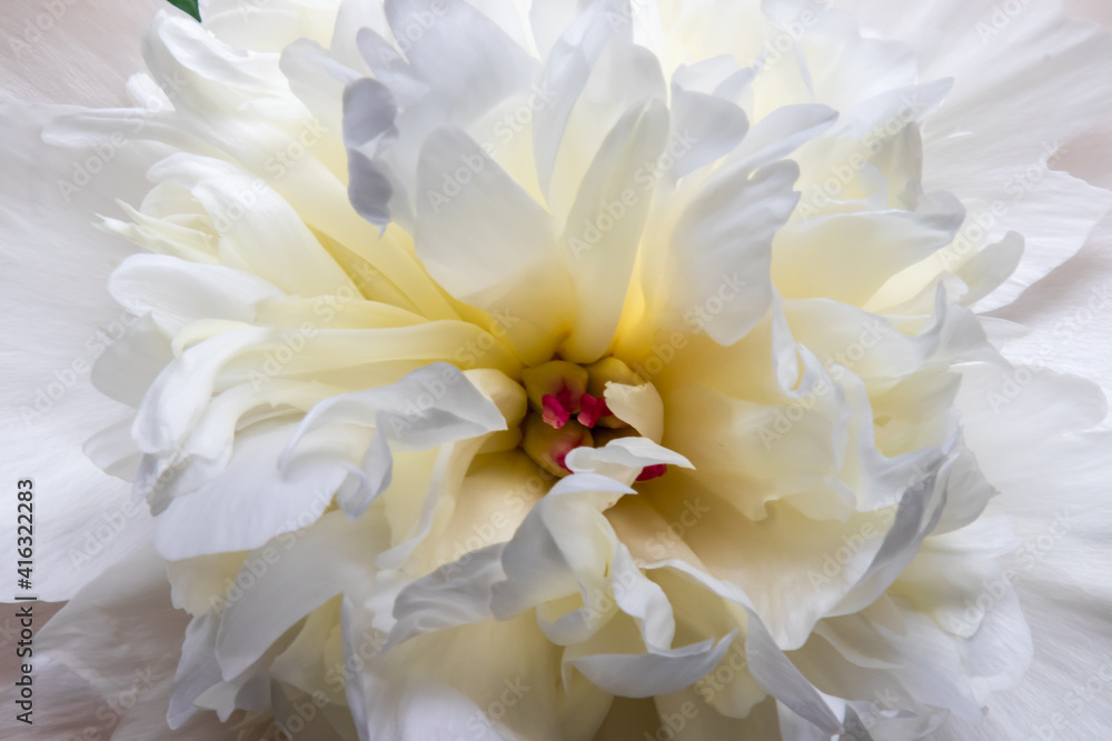 白い芍薬の花の接写 白い芍薬の花の接写