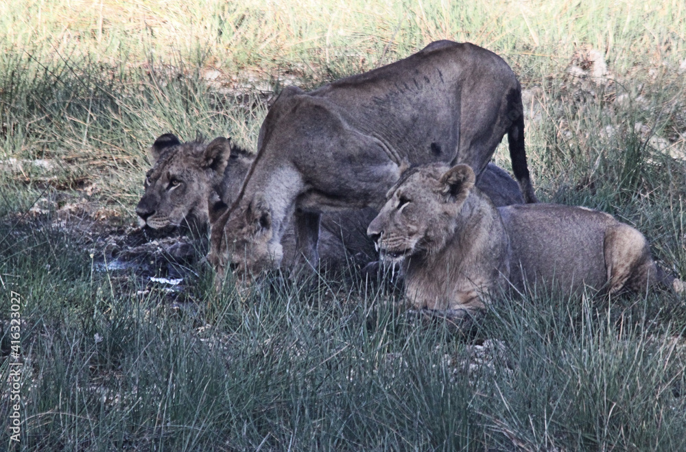 A view of some Lions on a safari A view of some Lions on a safari