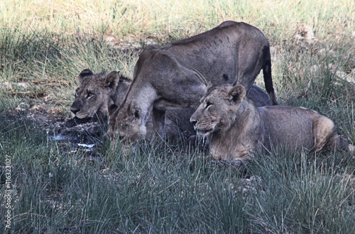 A view of some Lions on a safari © Simon Edge