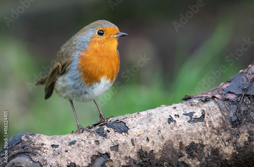 Robin © Darren