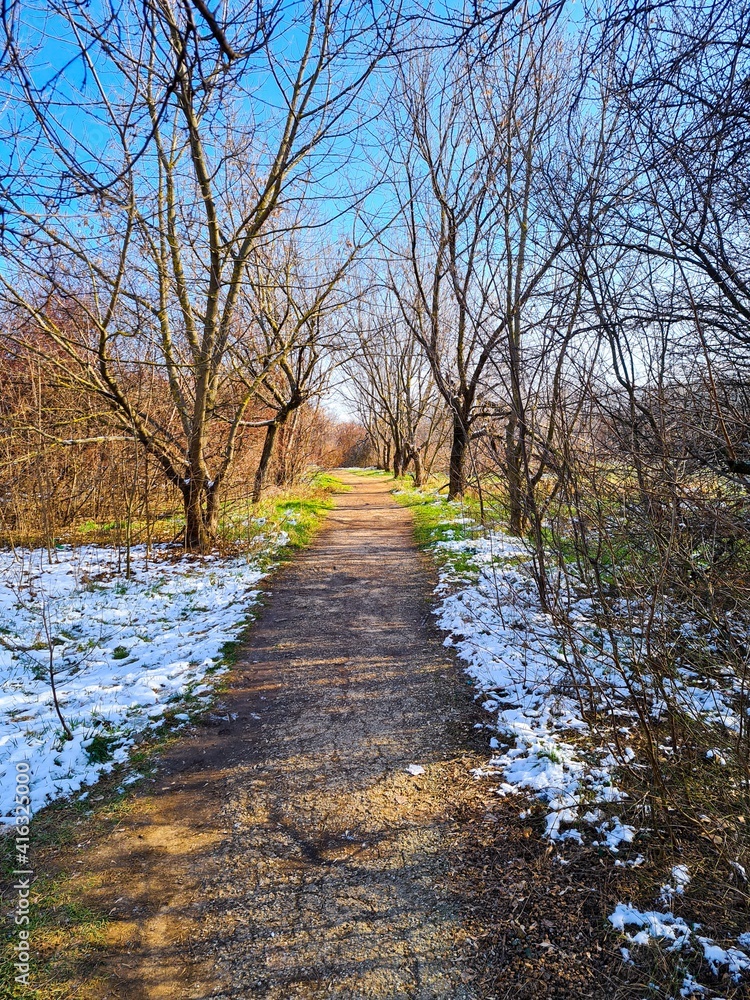 Path in the forest in the winter Path in the forest in the winter