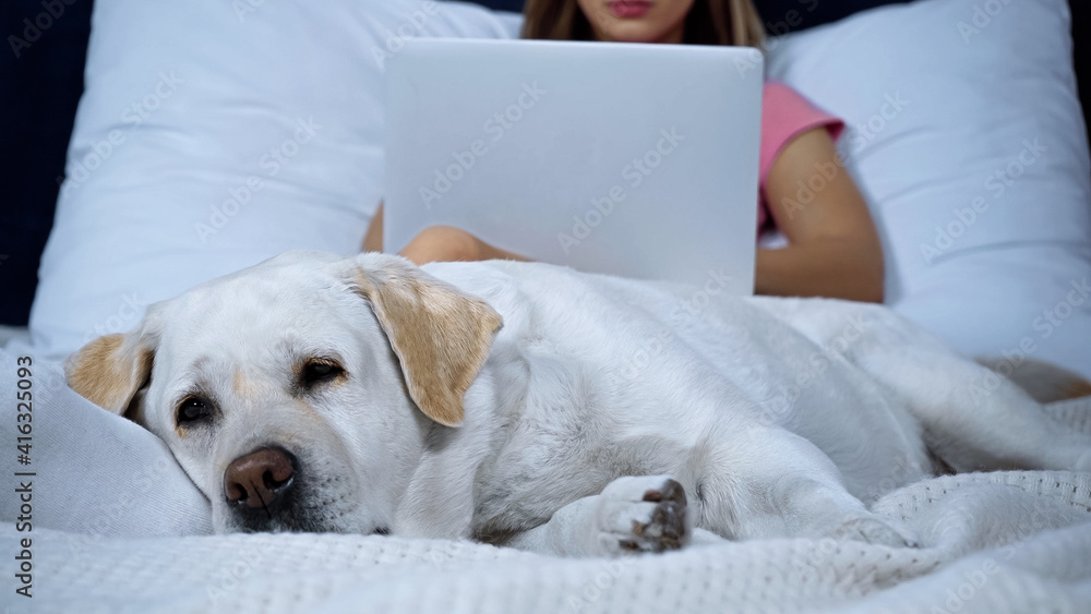 golden retriever lying while freelancer working from home on blurred background golden retriever lying while freelancer working from home on blurred background