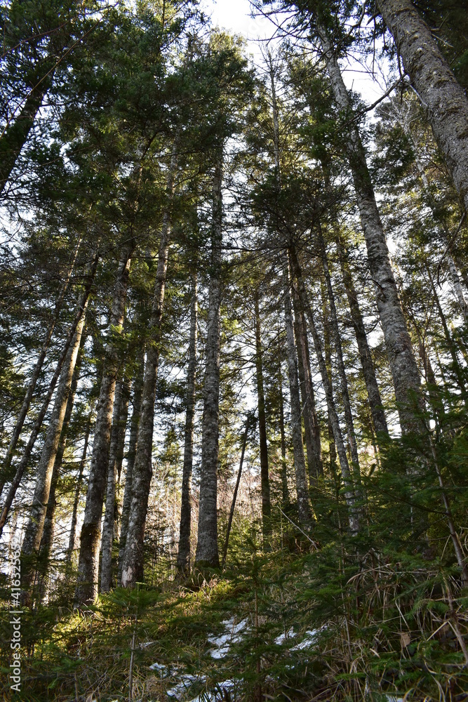 Obraz premium trees in the forest