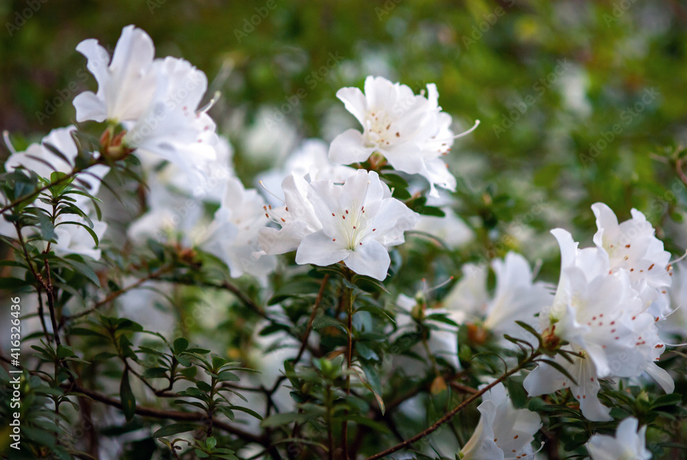 White azalea flowering in early spring White azalea flowering in early spring