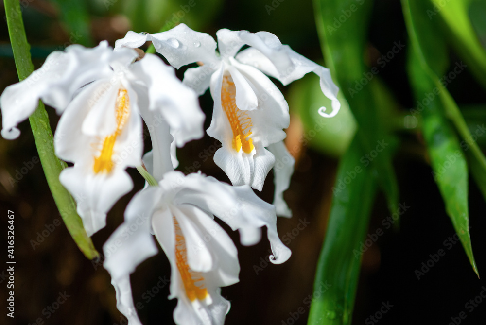Fototapeta premium Coelogyne cristata (Crested Coelogyne) white orchid flowers, Eastern Himalayan orchid closeup