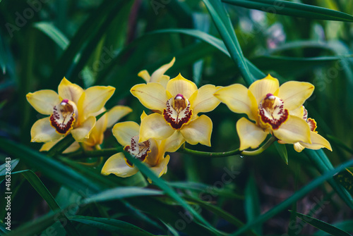 Yellow-orange boat orchid flowers (Cymbidium devonianum) in orchid garden photo