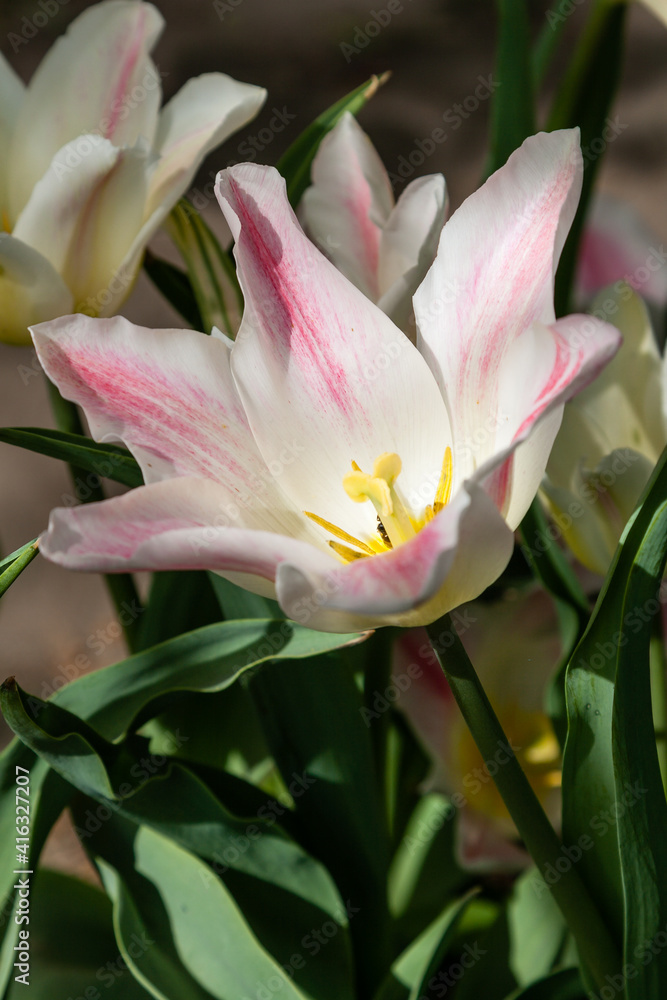 Fototapeta premium Blooming with colorful tulips