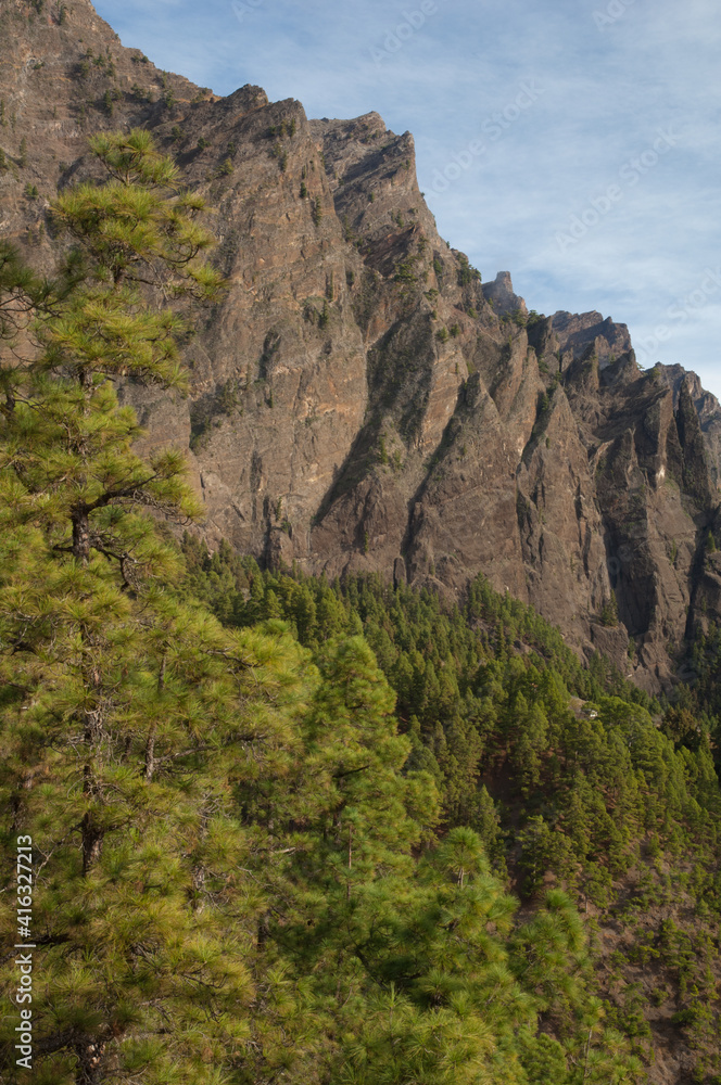 Cliff and forest of Canary Island pine.