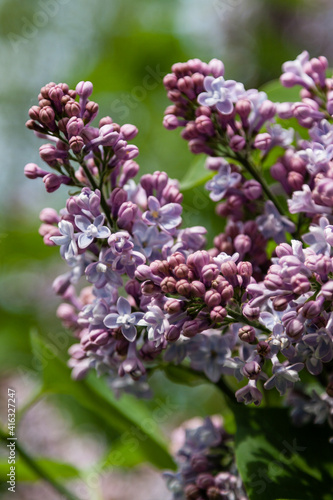 Flowering branch of lilac macro