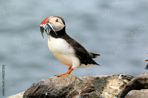 A Puffin on the rocks with Sand Eels