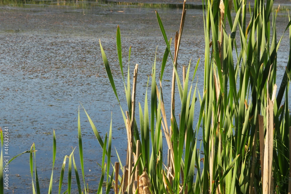 Reeds at the pond, closeup Reeds at the pond, closeup