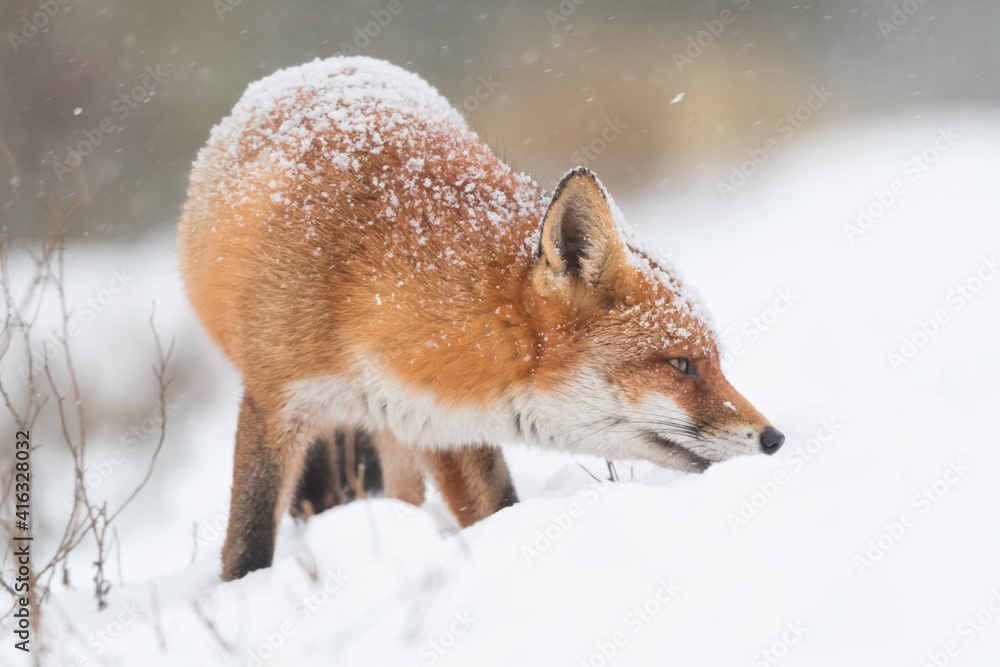 Obraz premium Red fox in the snowy world with freshly fallen snow. Photographed in the dunes of the Netherlands.