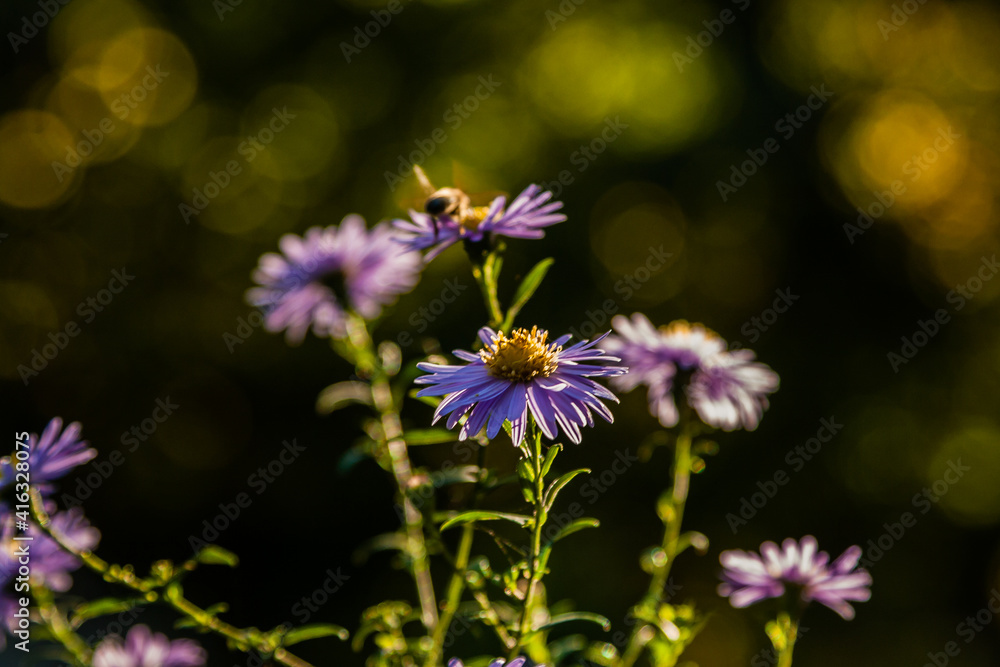 Field flowers on which insects and bees sit close up Field flowers on which insects and bees sit close up
