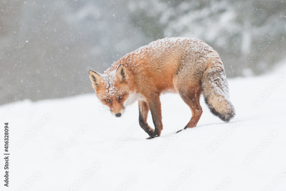 Red fox in the snowy world with freshly fallen snow.
Photographed in the dunes of the Netherlands. Red fox in the snowy world with freshly fallen snow.
Photographed in the dunes of the Netherlands.